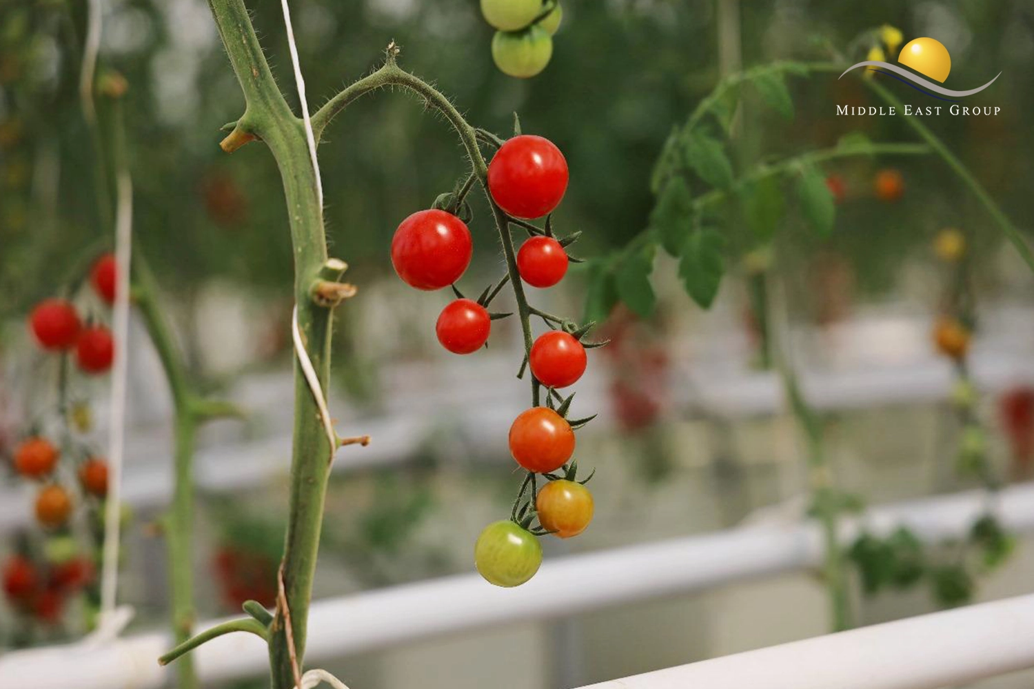 خدمات الزراعة Agriculture & Sustainability Services